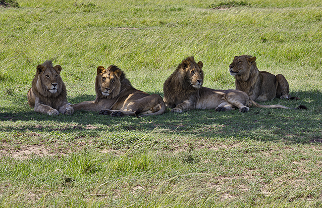 Lions in Masai Mara