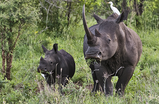 Rhino and Calf