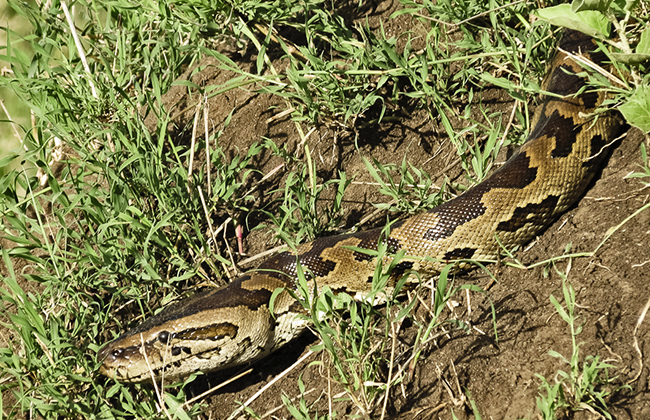 Bio-Ken Snake Farm