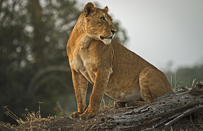 Lioness in Kenya