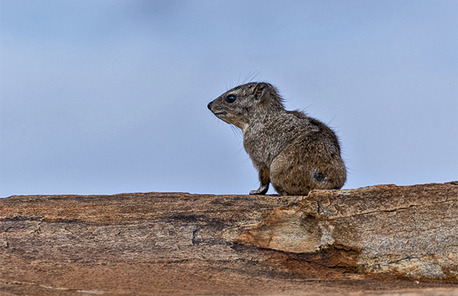 Rock Hyrax in Tsavo