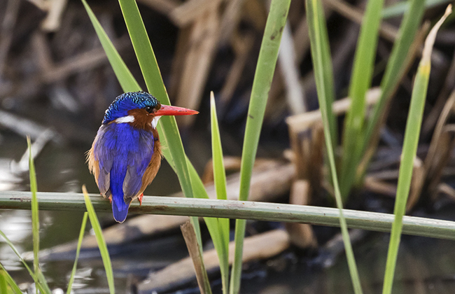 Malachite Kingfisher