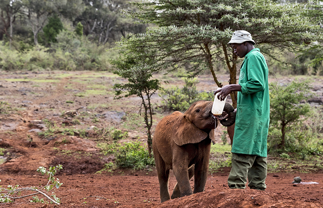 Elephant Orphanage in Nairobi