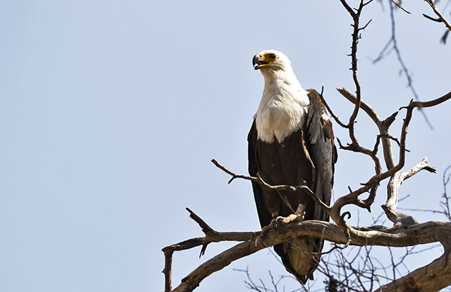 Fish Eagle - Lake Manyara National Park