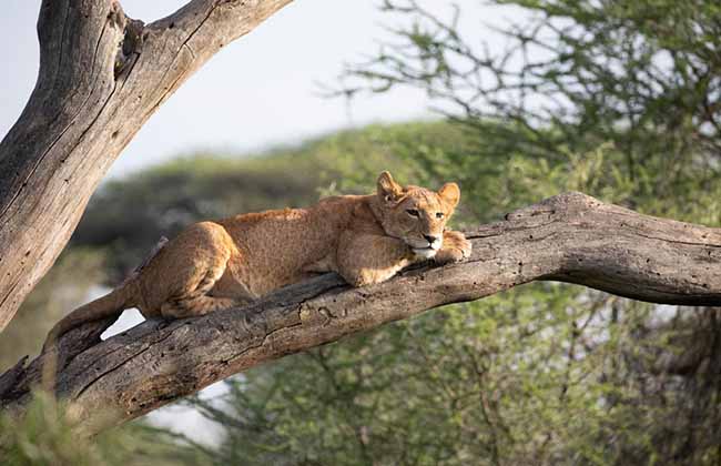 Lion in Serengeti