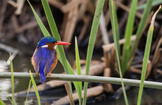 Malachite Kingfisher