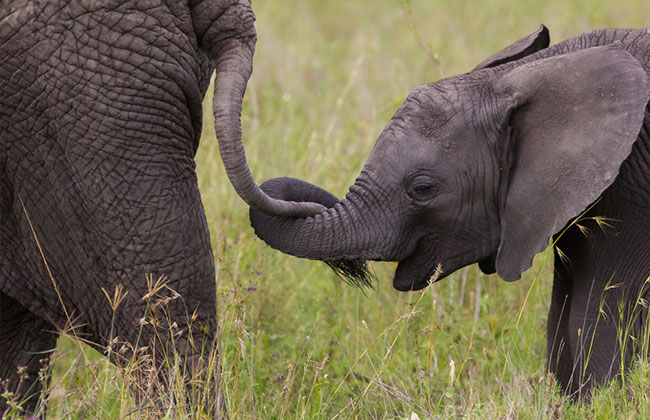 Elephants in Tarangire National Park