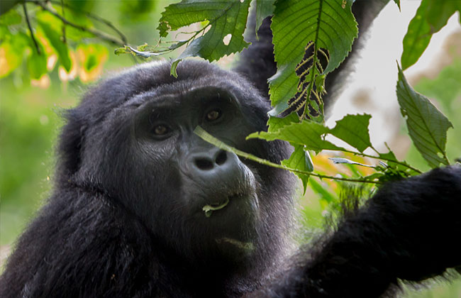 Mountain Gorilla