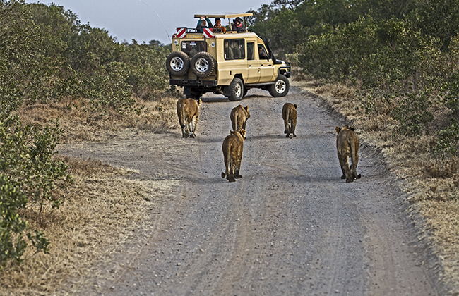 Safari Game Drives