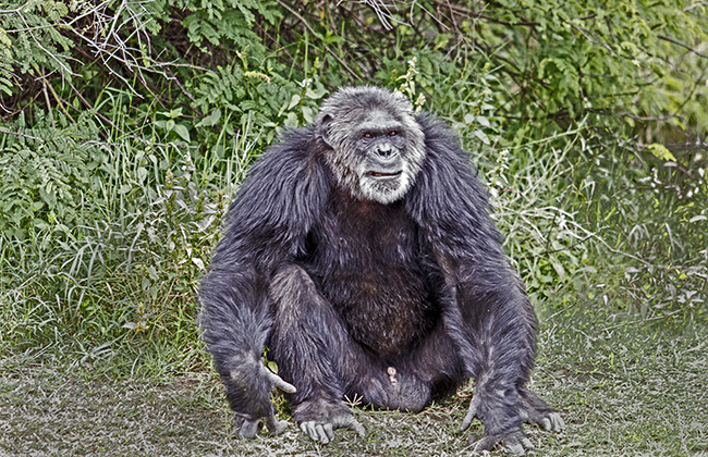 Chimpanzee Trekking