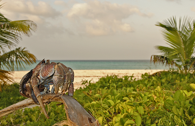 Coconut Crabs