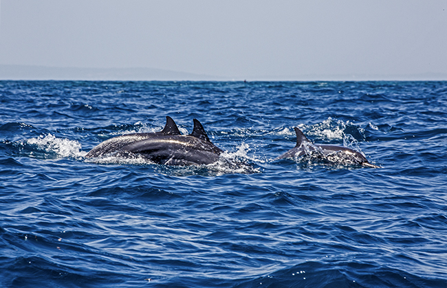 Dolphin Watching