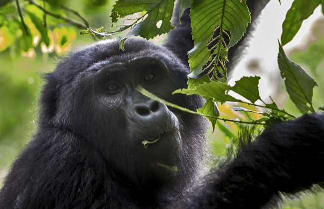 Mountain Gorilla