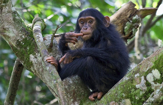 Chimpanzee Trekking