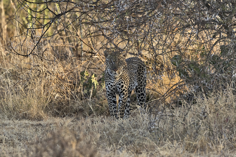 Leopard at Laikipia Wilderness