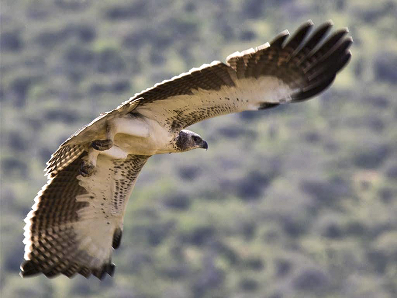 Martial Eagle in Flight