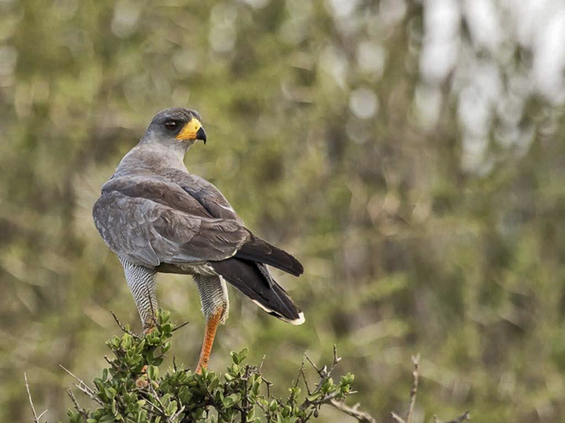 Eastern Pale Chanting Goshawk