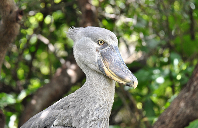 Shoebill Stork