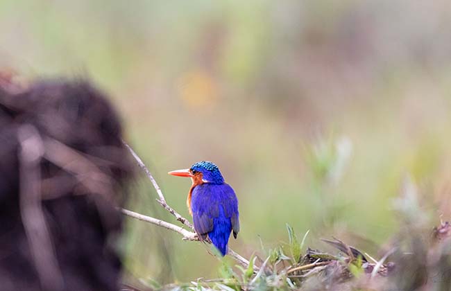 Malachite Kingfisher