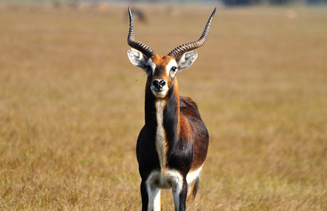 Black Lechwe