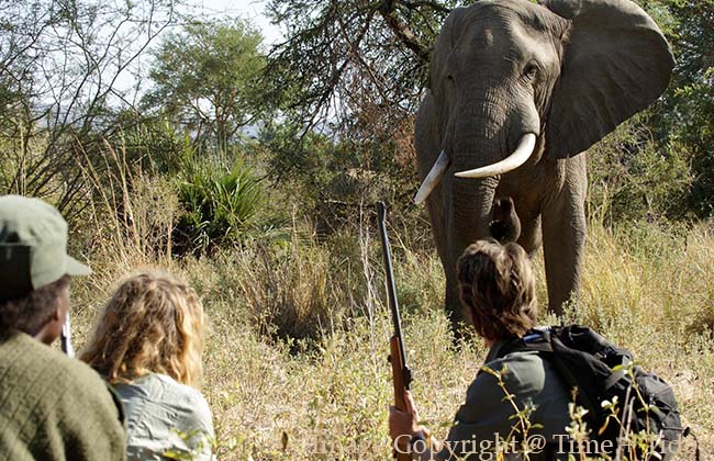 Walking Safari in South Luangwa with Time + Tide