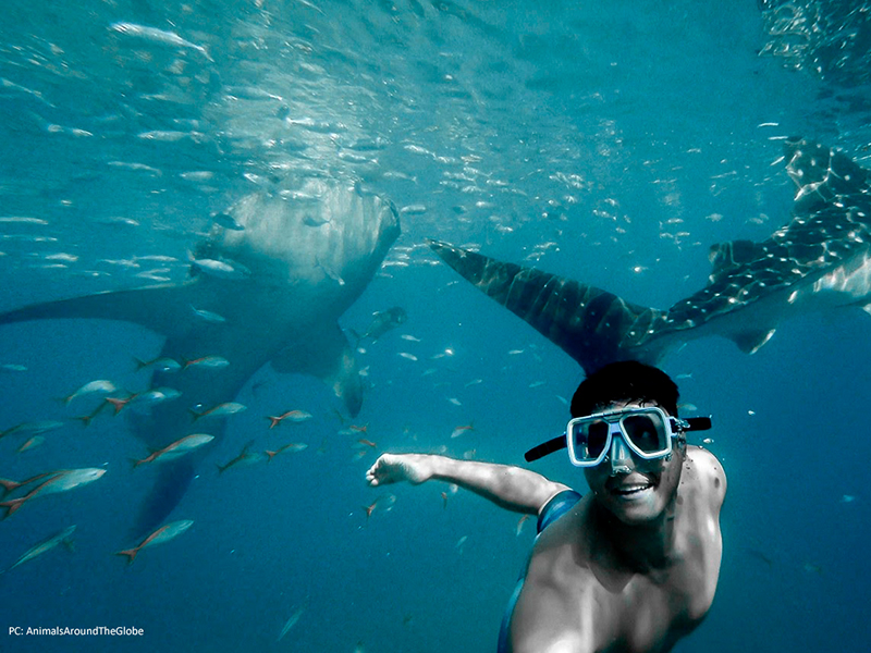 Swimming with Whale Sharks