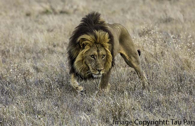 Black Maned Lions