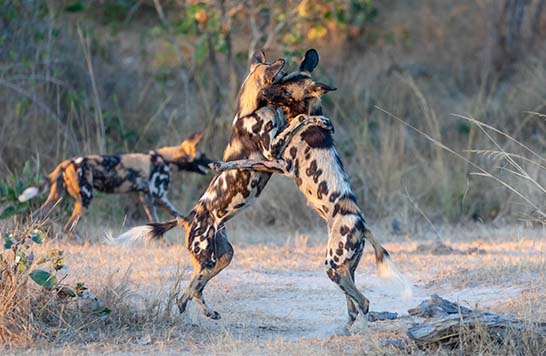 Mana Pools