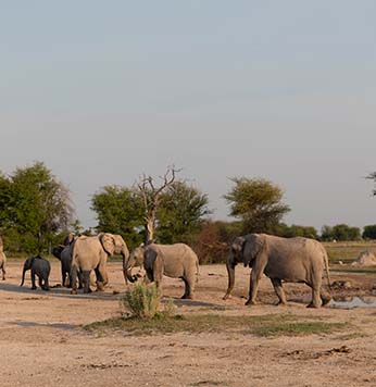 Chobe National Park