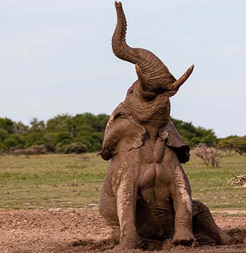 Makgadikgadi Pans Wildlife Reserve