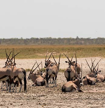 Central Kalahari Game Reserve