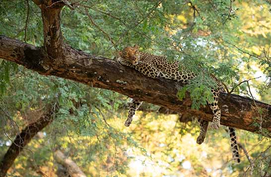 Mana Pools