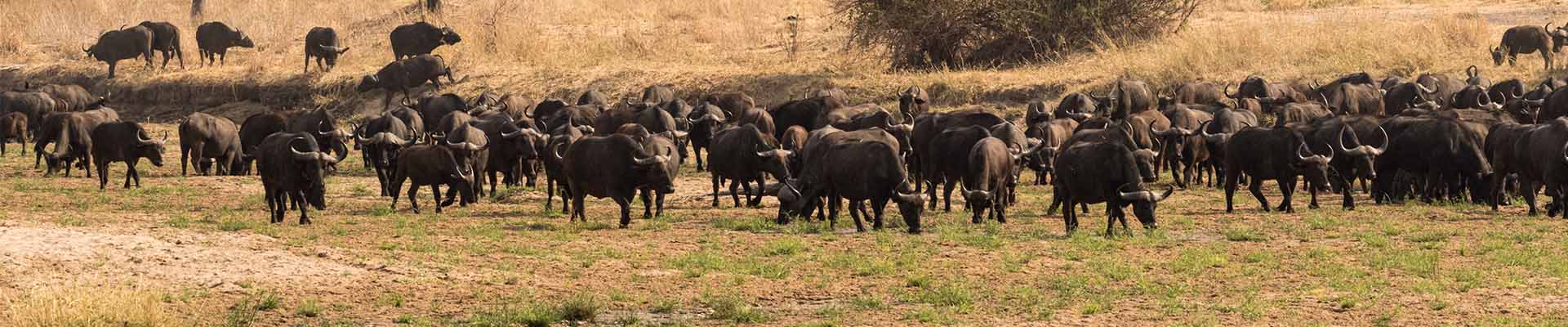 Mana Pools